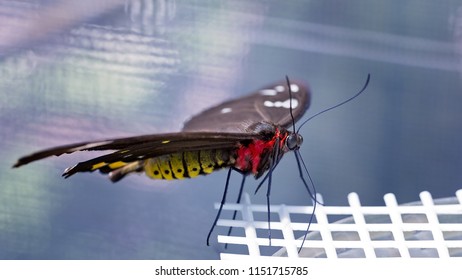 A Red And Yellow Butterfly With Brown Wings Alighting On A Plastic Feeder In A Tourist Attraction Enclosure