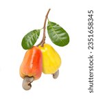 Red and yellow cashew fruit with green leaf hang on tree branch isolated on white background.