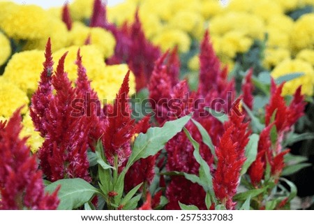 Red and yellow cockscomb flowers