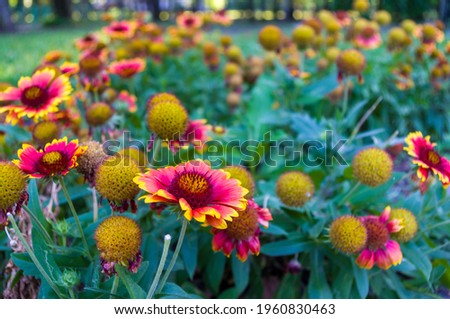 Similar – Nahaufnahme einer mit Pollen bedeckten Hummel auf einer weiß-gelben Dahlienblüte