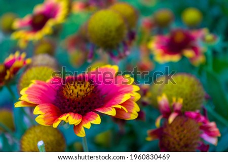 Similar – Nahaufnahme einer mit Pollen bedeckten Hummel auf einer weiß-gelben Dahlienblüte