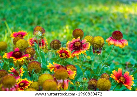 Similar – Nahaufnahme einer mit Pollen bedeckten Hummel auf einer weiß-gelben Dahlienblüte