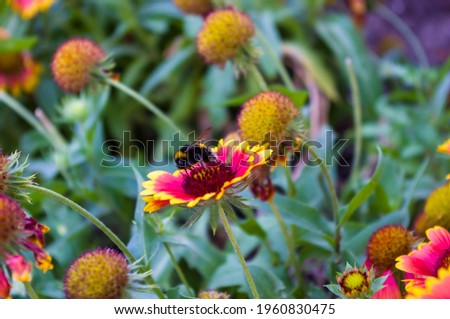 Similar – Nahaufnahme einer mit Pollen bedeckten Hummel auf einer weiß-gelben Dahlienblüte