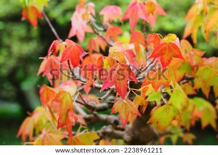 Red to yellow coloured autumn leaves of Trident maple tree