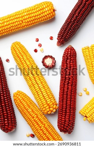 Red and yellow corn cobs with kernels on white background, flat lay