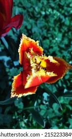 Red And Yellow Double Dutch Tulips