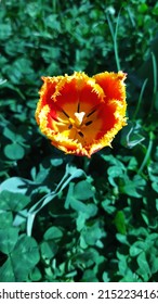 Red And Yellow Double Dutch Tulips