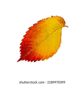 Red Yellow Elm Leaf Isolated On White