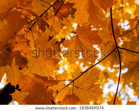 Similar – Image, Stock Photo View through autumn leaves into an archway in a medieval town in Italy