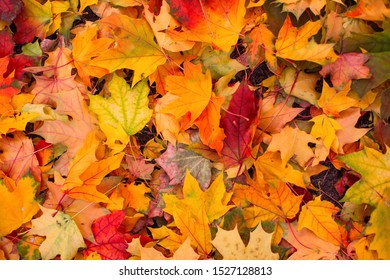 Red Yellow Fallen Autumn Leaves Lying Stock Photo 1527128813 | Shutterstock