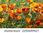 Red and yellow flowers of ashsholtsia on a green bush during the day. Beautiful large flowers of ashsholtsia. Background of flowers.