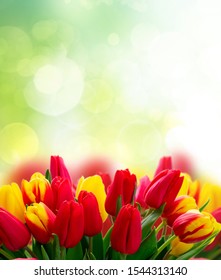 Red And Yellow Fresh Tulip Flowers Over Green Garden Background