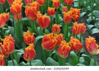 Red and yellow fringed tulips (Tulipa) Real Time bloom in a garden in March