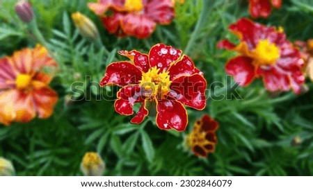 red and yellow garden flower, bright and colorful saturated with water drops, fresh macro shot
