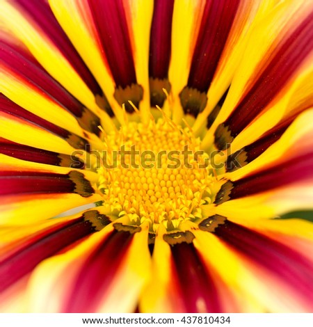 Similar – Gerbera