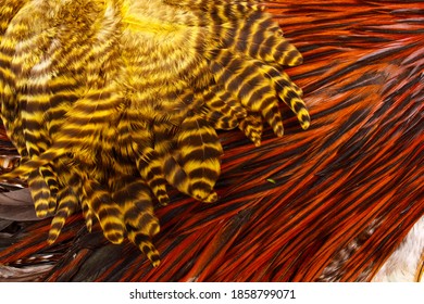 Red And Yellow Grizzly Hackle Feathers