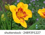 Red and yellow Hemerocallis, ‘Fool Me’ Daylily in flower. 