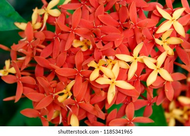 Red Yellow King Ixora Flowerixora Chinensis Stock Photo 1185341965 ...