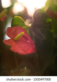 A Red And Yellow Laceflower In The Sun