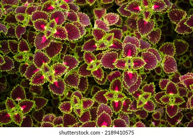 Red An Yellow Leaves Of The Coleus Scutellarioides, Painted Nettle At The Duke Garden