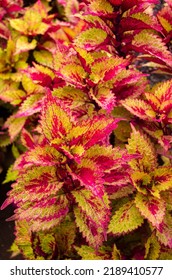 Red An Yellow Leaves Of The Coleus Scutellarioides, Painted Nettle At The Duke Garden