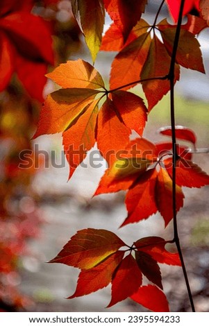 red and yellow leaves of a Virginia creeper Parthenocissus quinquefolia. Parthenocissus is a genus of tendril climbing plants in the grape family, Vitaceae.