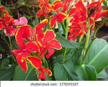 Red and yellow Lucifer Canna Lily flower blooming in the garden at Truc Lam Pagoda Vietnam