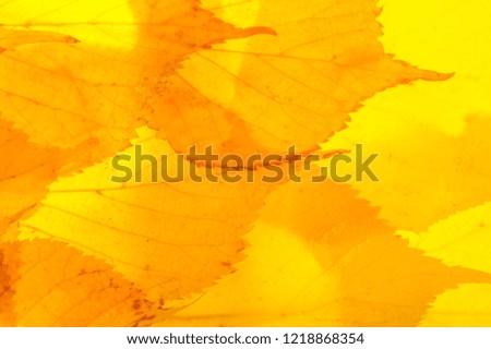 Similar – Foto Bild Detail eines Smilax-Asperablattes mit Sonnenlicht und Bokeh-Hintergrund