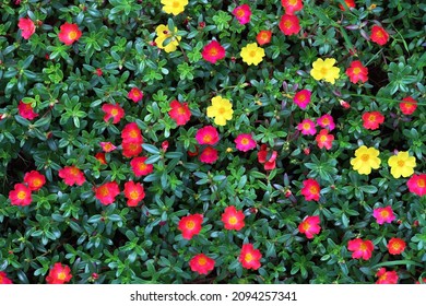 Red And Yellow Moss Rose Flowers, Top Down View Angle Shooting