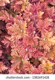 Red Yellow Orange Heuchera Marmalade Plant Growing