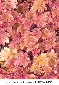 Red Yellow Orange Heuchera Marmalade Plant Growing