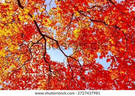 Red yellow orange maple tree leaves in the rays of the autumn sun against the blue sky. Helsinki, Finland