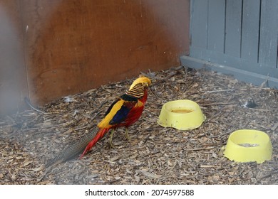 Red And Yellow Pheasant Eating