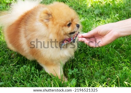 Red and yellow Pomeranian Spitz dog in a bow tie sits and looking at the hand of a young woman on the background of green grass