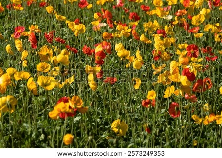 Similar – Foto Bild Wildblumen im Kornfeld