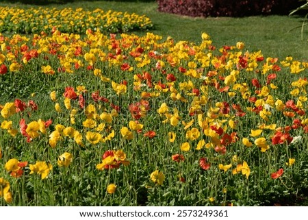 Similar – Foto Bild Wildblumen im Kornfeld