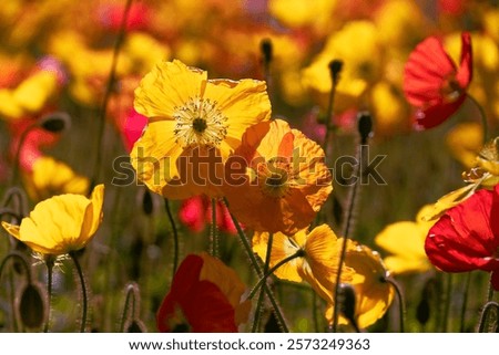 Similar – Foto Bild Wildblumen im Kornfeld