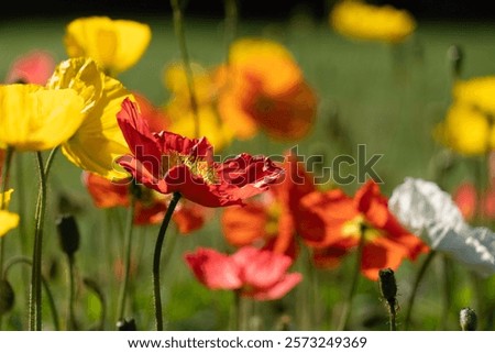 Similar – Foto Bild Wildblumen im Kornfeld