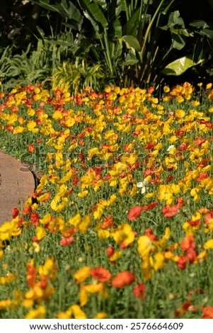 Similar – Foto Bild Wildblumen im Kornfeld