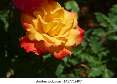 Red And Yellow Rio Samba Roses In A Seattle Home Garden, Washington