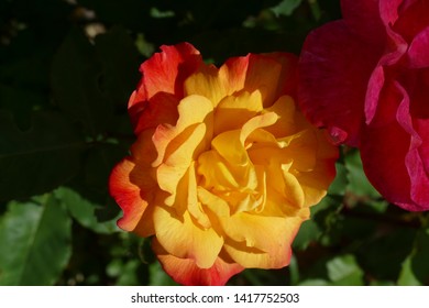 Red And Yellow Rio Samba Roses In A Seattle Home Garden, Washington