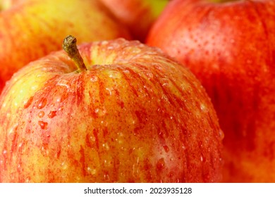 Red Yellow Ripe Apple Royal Gala With Water Drops Closeup On Blurred Background. Macro Photo With Short Depth Of Field As Poster.