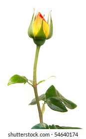 Red And Yellow Rose Bud Over White