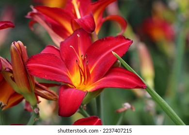 Red with yellow streak daylily, Hemerocallis unknown species and variety, flower in close up with a blurred background of leaves. - Shutterstock ID 2237407215