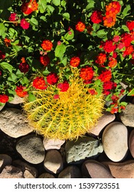 Red And Yellow Texas Lantana Draping Over Single Golden Barrel Cactus.  Golden Barrel Cactus Is On The Endangered Species List.