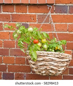 Red And Yellow Tomatoes Growing In A Hanging Basket On Old Brick Wall