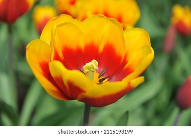 Red and yellow Triumph tulips (Tulipa) Kees Nelis bloom in a garden in April