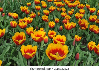 Red and yellow Triumph tulips (Tulipa) Kees Nelis bloom in a garden in April