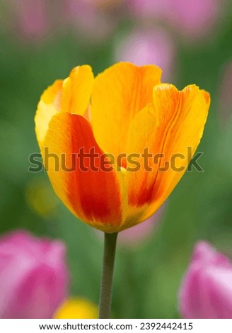 red yellow tulip closeup on a background of pink tulips and green grass