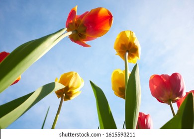 Red and yellow tulips against blue sky from bottom